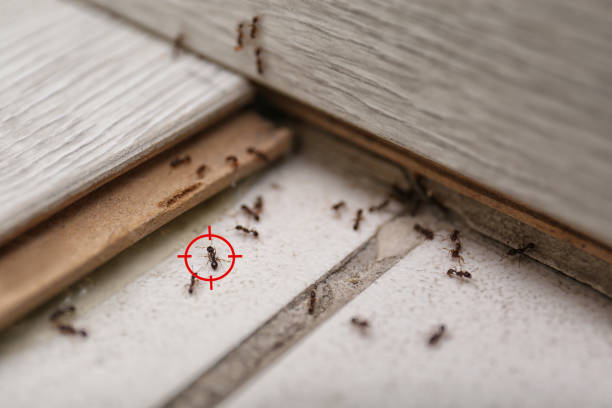 Best Best Pest Control Companies  in Barrett, TX