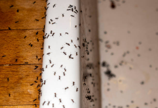 Best Local Pest Control Services  in Barrett, TX